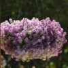 Alyssum Lavender