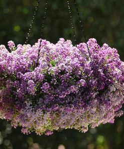 Alyssum Lavender
