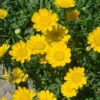 Chrysanthemum Multicaule yellow