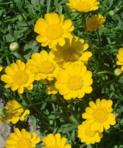 Chrysanthemum Multicaule yellow