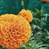 marigold taishan gold