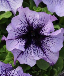 Petunia Daddy Blue