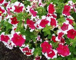 petunia red picotee