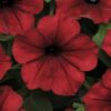 Petunia Tidal Wave Red Velour