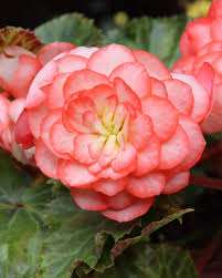 Begonia Tuberous On top Fandango