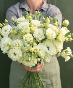lisianthus voyage 2 green