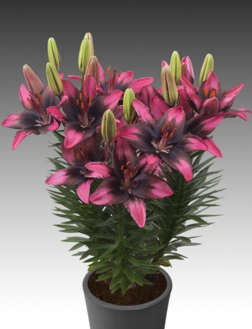 Asiatic Lily Trendy Sant Domingo