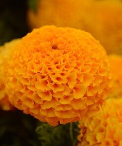 Marigold Taishan Orange