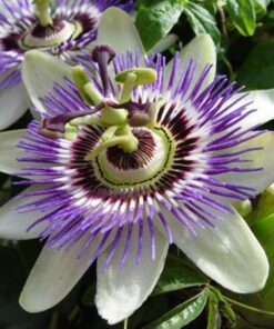 Passiflora Passion Flower
