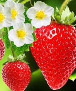 Strawberry Fragola