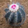 Melocactus Azureus