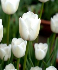 tulip white marvel