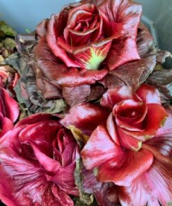 Chicory Rosa Isontina