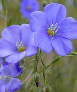 Flax Ornamental Blue