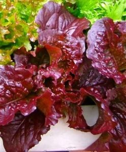 Lettuce Red salad