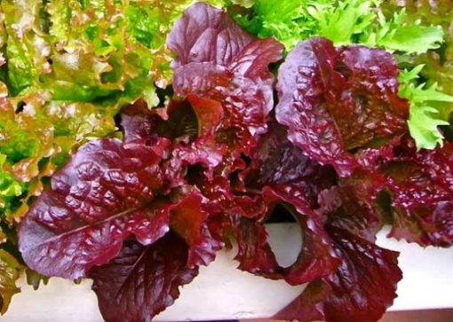 Lettuce Red salad