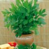 Lovage Herb