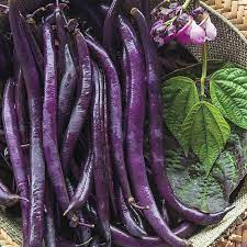 Purple Beans Dwarf