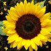 sunflower sunspot
