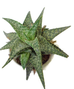 Aloe Hybrid