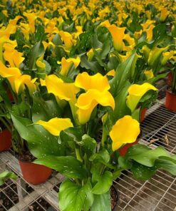Calla Kunming