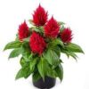 Celosia Glorious Red