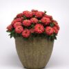 Zinnia Zahara Double Salmon