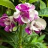 Balsam White Violet