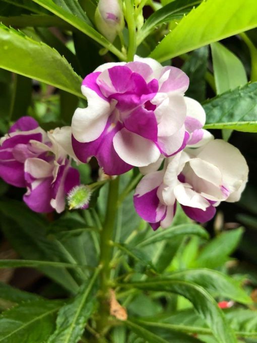 Balsam White Violet