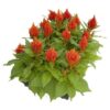 Celosia Glorious Orange