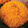 Marigold Orange F1