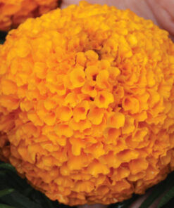 Marigold Orange F1