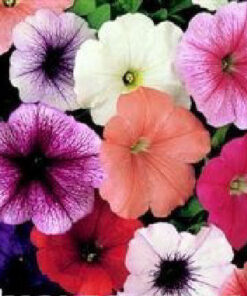 petunia mirage mix