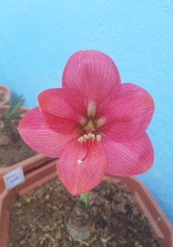 Amaryllis Pink Rival bulb pack of 1 bulb photo review