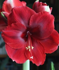 Amaryllis Magnum