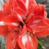 Amaryllis Sunshine