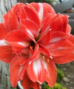 Amaryllis Sunshine