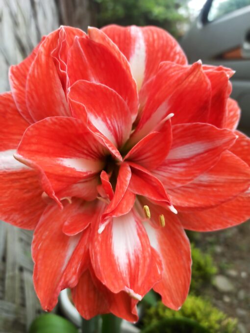 Amaryllis Sunshine