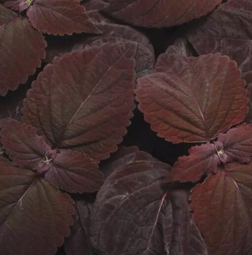 Coleus Dark Chocolate