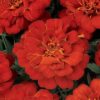 French Marigold Durango Red