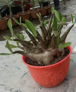 Adenium Black Ruby