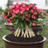 Adenium Soundarya