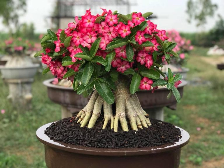 Adenium Soundarya seeds online in india, rare adenium fresh seeds