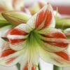 Amaryllis Ambiance