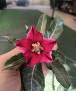 rosey adenium r10