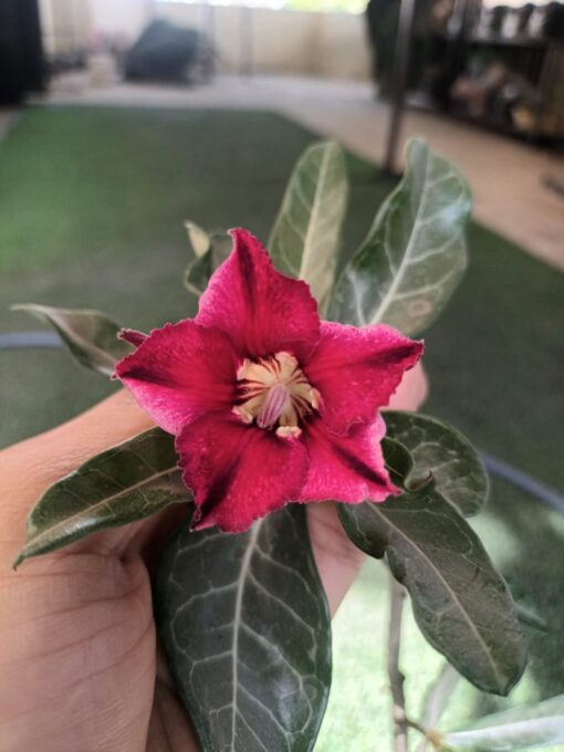 rosey adenium r10