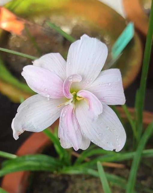 Rain Lily Apsara