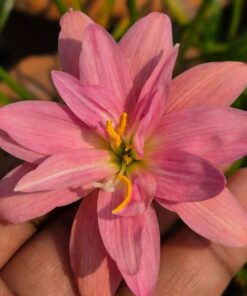 Rain Lily Jr Lady