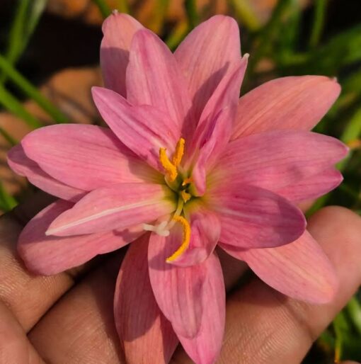 Rain Lily Jr Lady