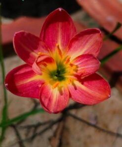 Rain Lily Ratee